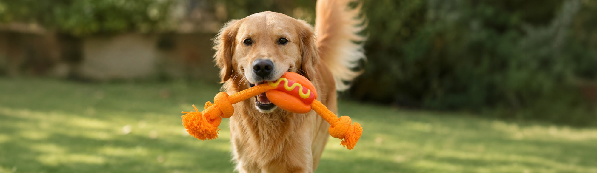 Love Story - Jouet hot-dog pour chien